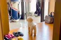 ママの帰りを待ちわびる犬→先におじいちゃんが帰宅した結果…まさかの『露骨すぎる対応の差』が12万再生「反応がわかりやすいｗ」「笑ったｗ」