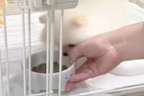 赤ちゃん犬に『初めてのごはん』をあげてみた結果→食いつきすぎて…衝撃的な『まさかの行動』が話題「可愛くて笑っちゃう」「お犬様回収ｗ」