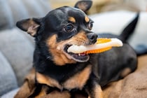 犬が『おもちゃを離してくれない』理由3つ　飼い主の手元に持ってくるのになぜ？上手な遊び方まで