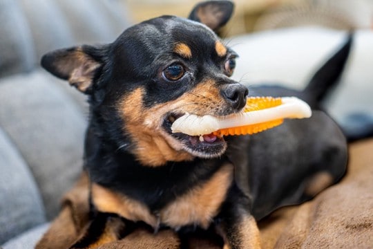 犬が『おもちゃを離してくれない』理由3つ　飼い主の手元に持ってくるのになぜ？上手な遊び方まで