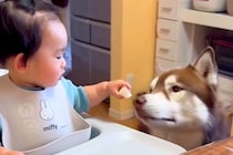 『どうぞ』を覚えた小さな男の子→大型犬に向かって…優しい世界すぎる『愛にあふれた行動』に悶絶「可愛い」「私まで幸せになった」「最高」
