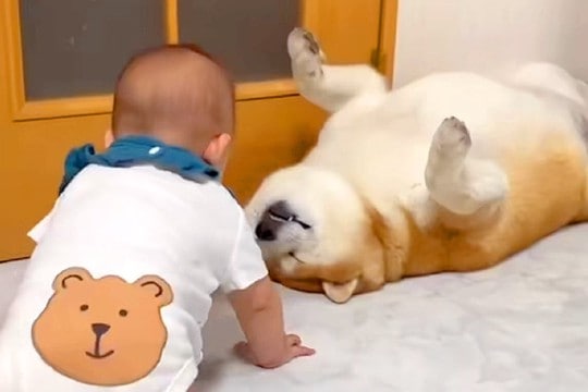 本当の兄弟のような『赤ちゃんと2匹の犬』がSNSで話題 何をされても怒らない『愛に溢れた光景』が17万再生「微笑ましい」「なんて優しい」