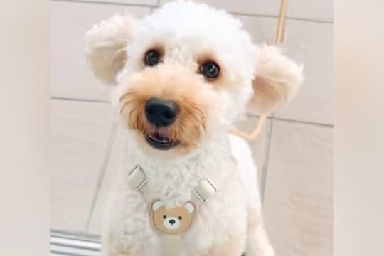 『ねえ!ママいるんでしょ!』入院中、窓越しに愛犬と10日ぶりの再会を果たした結果→尊い光景に絶賛「寂しさが伝わる」「しっぽふりふり」