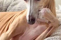 朝、ベッドでくつろぐ犬が『人間すぎる』とSNSで話題に　犬とは思えない『まさかの仕草』が22万再生「悩み事相談したい」「話聞いてほしい」