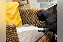 亡くなった猫の四十九日に、仲良しだった犬が…帰ってきたとしか思えない『衝撃の行動』が82万再生「遊んでる…」「猫パンチ繰り出してるね」