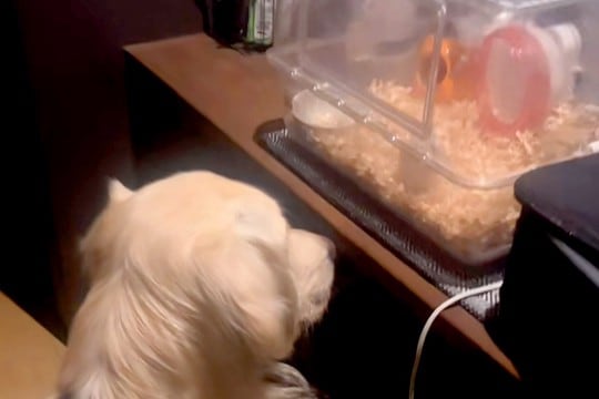 大型犬が静かだったので見に行った結果→ハムスターの部屋を…種族を超えた『愛溢れる様子』が17万再生「通じ合ってる」「見守り隊だね」と絶賛