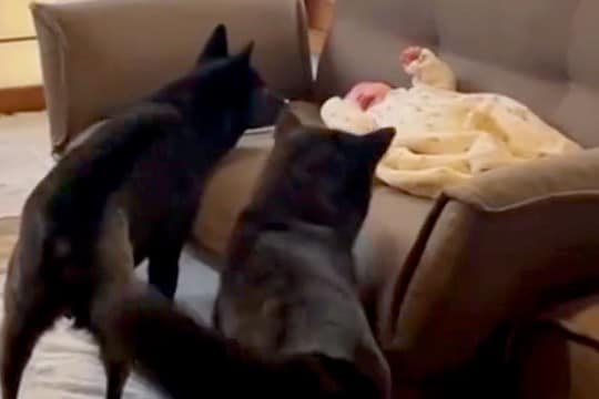 生まれた瞬間から甲斐犬と過ごした赤ちゃん→ほっこりが止まらない『10ヶ月後の光景』に15万再生の反響「天使…癒される」「将来が楽しみ」