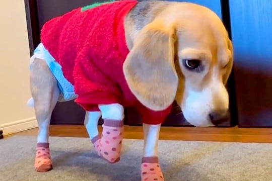 犬に初めて『靴下』を履かせた結果→慣れなさ過ぎて…思わず笑う『衝撃的な動き』が165万再生「面白過ぎるww」「ごめんけど爆笑した」と反響