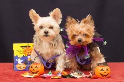 ハロウィンのコスプレ