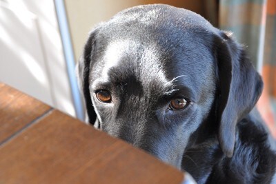 上目遣いの黒犬