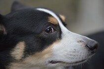 犬の『目線』でわかる心理7つ　飼い主をじっと見つめる理由や気持ちを理解する方法まで