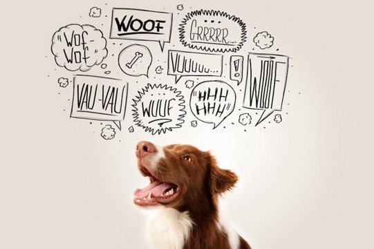【トレーナー執筆】愛犬の吠えが止まらない！やってはいけない「NG対応」3選