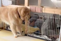 なぜか父親が『大型犬のケージ』で爆睡していて…思わずワンコも困惑してしまった『まさかの光景』が5万再生「あけてって言ってる」「可愛いｗ」