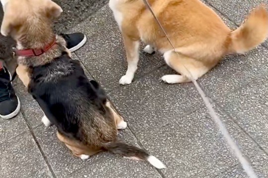 散歩中、知らないワンコが『おやつをもらう瞬間』を見た柴犬→『まさかの行動』が面白可愛いと17万再生「当たり前にｗｗ」「困惑してて草」