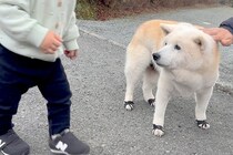 2頭の犬が『1歳の男の子』に出会ったら…癒やし溢れる『平和な光景』が最高だと11万再生「幸せの風景」「愛おしさの詰め合わせ」と絶賛の声