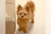 犬に『伏せ』と指示したら→自信満々で見せた『思っているのと違う体勢』になる光景が184万再生「菜々緒で草」「可愛いので正解！」と絶賛