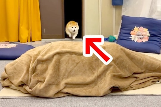 帰省した姉が『毛布の中に隠れて犬を出迎えた』結果→狂喜乱舞した『再会の瞬間』が53万再生「私までテンション上がった」「喜びの極みｗ」