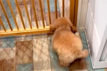 トリミングサロンに『推しのお兄さん』がいる犬→顔を見た瞬間…『大好き』を全身で表現する光景が18万再生「たまらんな」「ヘソ天はやいｗｗ」