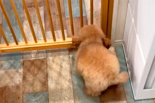 トリミングサロンに『推しのお兄さん』がいる犬→顔を見た瞬間…『大好き』を全身で表現する光景が18万再生「たまらんな」「ヘソ天はやいｗｗ」