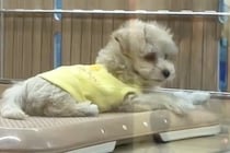 『おっとり癒し系な赤ちゃん犬』を飼ったと思っていたら…予想を裏切る『まさかの豹変っぷり』が41万再生「ギャップが笑える」「元気が一番」