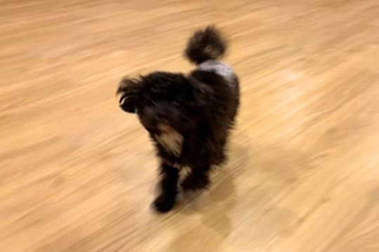 犬を初めて『ペットホテル』に預けた結果→『寂しがるかな』と思ったら…衝撃的な光景が55万再生「大満喫してて草」「素敵すぎる」と絶賛の声