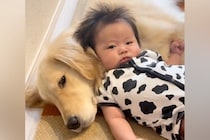 生まれたときから大型犬と過ごした赤ちゃん→優しく見守ってくれて…涙が出るほど愛おしい『家族の日常』が10万再生「優しい顔」「母のよう」