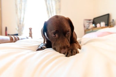 ベッドの上の犬