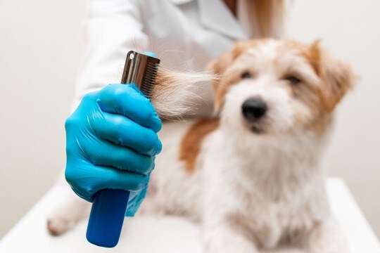 犬の『抜け毛が増えた』と感じたときの危険なサイン５選　主な原因まで解説