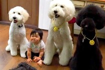 3匹の大型犬と一緒に育った赤ちゃん→涙が出るほど愛おしい『6年間の成長記録』が30万再生「愛が渋滞してる…」「素敵な思い出いっぱい」