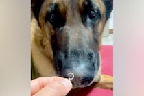 大型犬に『外したてのピアス』を嗅がせた結果→くさいはずなのに…まさかのリアクションが11万再生「口がｗｗ」「クセになる香り…なのか？」