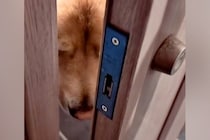 深夜1時半、鍵がかかり家に入れない男性→大型犬に『ママ呼んできて』とお願いした結果…まさかの展開が10万再生「賢い」「寝ぼけてる？」