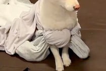 女の子の遊びに付き合う保護犬→そのまま取り残され…あまりにもシュールな光景に爆笑「虚無感がとても良い」「ご利益ありそうｗ」と3万いいね