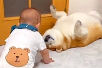 本当の兄弟のような『赤ちゃんと2匹の犬』がSNSで話題　何をされても怒らない『愛に溢れた光景』が17万再生「微笑ましい」「なんて優しい」