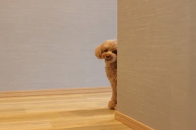 物陰から覗く犬