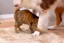 遊びにきた『実家の子猫』が、初めて『犬にスリスリ』をして…素敵すぎる『愛に溢れた光景』が20万再生「みんないい子」「平和な時間…」と絶賛