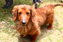 【獣医師執筆】赤み、フケ、激しい痒み…13歳のダックスが皮膚リンパ腫と向き合った769日