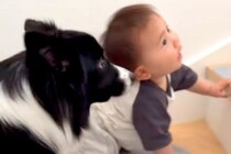 赤ちゃんが階段を登った結果→犬がすぐ後ろについて行き…まるで見守っているかのような『まさかの行動』に反響「頼もしくてかわいいガードマン」