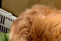 『なにやら変な音がする』と確認しに行ったら、大型犬が…まさかの光景が103万再生「うちの犬もやってたｗ」「可愛すぎ」「笑ってしまった」