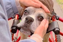 車椅子の犬を散歩中『知らない女性』に声をかけられ、涙を流して…胸が締め付けられる『切なくて尊い会話』が12万再生「素敵な方」「泣ける」