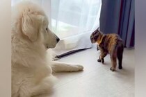 元野良猫が家にやってきた結果→先輩の『超大型犬』に喧嘩を売って…力の差がありすぎる『攻防戦』が面白かわいいと49万再生「ワンコの貫禄ｗ」