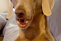 朝起きてふと横を見ると、大型犬が『おっさん化』していて…人間味が強すぎる『表情』に1万いいね「前日の酒残ってる？」「笑い止まらん」と爆笑