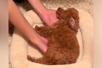 『危ない場所』で爆睡していた犬→起こさないよう移動させる光景があまりにも尊いと90万再生「ぬいぐるみ…？」「生きてるか心配なるｗ」と反響