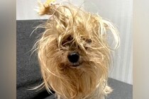 元飼い主に『いらない』と捨てられた11歳の老犬→名前を呼んだら…『あまりにも健気な反応』に号泣「もう大丈夫だよ」「涙が止まらない」