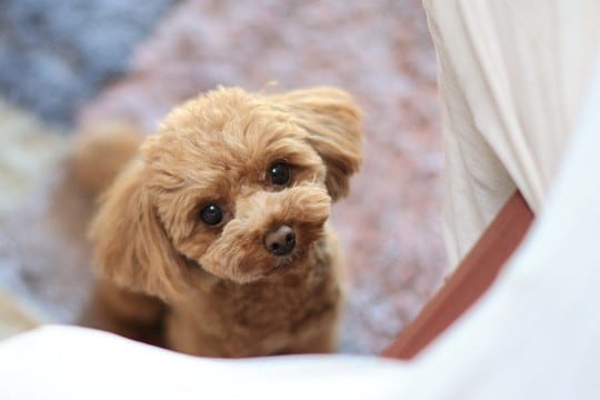 飼い主が知っておくべき『犬の十戒』とは？幸せに暮らすために理解したい愛犬からのお願い