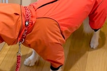 どうしても『雨の日の散歩』に行きたくない大型犬→わかりやすすぎる『まさかの抗議方法』が50万再生「表情最高ｗｗ」「声出して笑った」