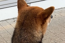 外国人に『シバ…？シバチガウ…？イロチガウ…』と言われた犬→微笑ましい展開が5万表示「珍しいもんね」「光景が目に浮かぶｗ」と反響