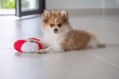 赤白のおもちゃと子犬