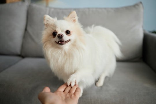 愛犬は自分の名前を分かっているの?理解してもらうためにできることや教えるコツまで解説