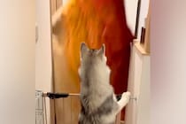 大型犬に『目の前から消えるドッキリ』を仕掛けた結果→思っていたのと違う『まさかのリアクション』が話題「マイペース」「私らも見習お」