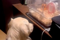 大型犬が静かだったので見に行った結果→ハムスターの部屋を…種族を超えた『愛溢れる様子』が17万再生「通じ合ってる」「見守り隊だね」と絶賛